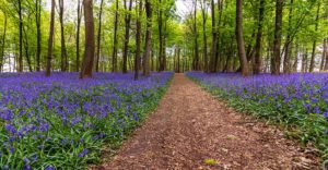 Bluebell Flowers-blue bell flowering plant