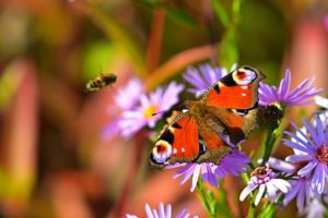 Collecting nectar from host plant