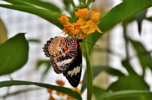 Painted Lady Butterfly Kit-painted-lady-butterfly-collecting-nectar