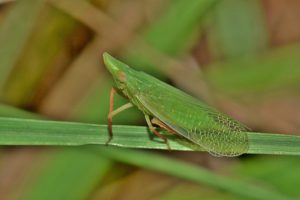 Leafhopper