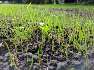 How To Start A Lawn From Seed-grass-seeds-germination