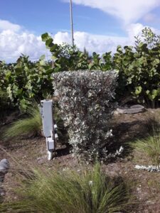 Silver Buttonwood Tree Propagation-silver-buttonwood-plant