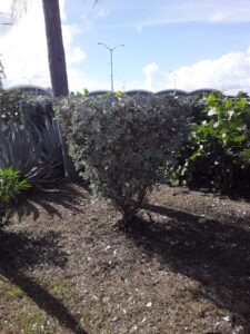 Silver Buttonwood Plant Propagation-silver-button-wood-plant