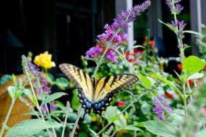 Diatomaceous Earth IN The Garden-butterfly-on-butterfly-bush-plant