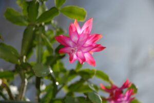 Christmas Cactus Plant-christmas-cactus-plant