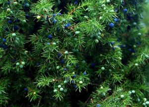 Juniper Plant Care-a-juniper-plant