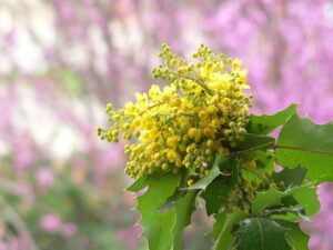 Oregon Grape Rust-oregon-grape-flowers