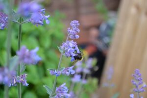 Catmint Plant Care-flowers-of-catmint-plant