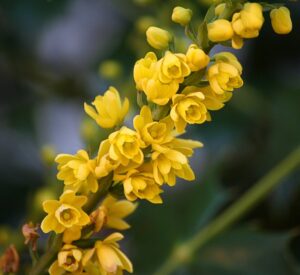 Oregon Grape Care-oregon-grape-flowers