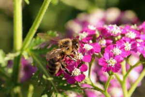 Yarrow Plant Care-a-bee-on-a-yarrows-plant