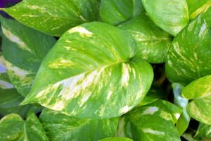 Golden Pothos Plant Care-golden-pothos-vine