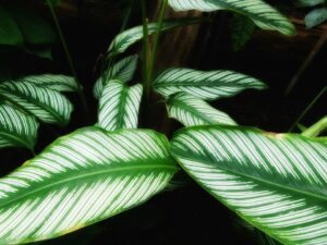 Calathea Ornata Plant Care-calathea-indoor-plant