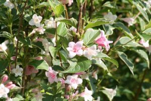 Weigela Care Maintenance-weigela-shrub