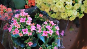 Kalanchoe Plant Care-kalanchoe-flowers