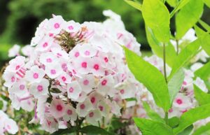 Phlox Flowers Care-phlox-flowers