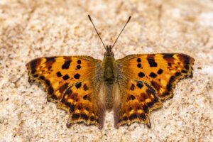 Eastern Comma Butterfly-eastern-comma-butterfly-sunning