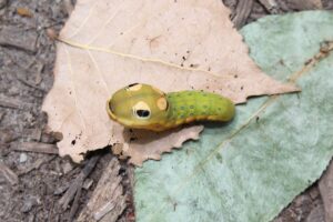 Eastern Tiger Swallowtail Caterpillar-swallowtail-caterpillar