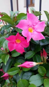 Propagate Mandevilla Cuttings-mandevila-flowers