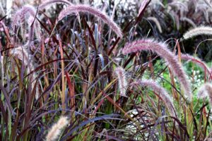 Trim Red Fountain Grass-red-fountain-grass