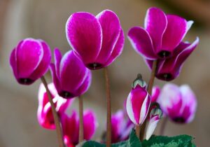 Winter Flower Garden Ideas-cyclamen-flowers