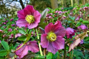 Winter Flower Garden Ideas-hellebores-flowers