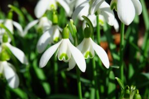 Winter Garden Flowers Ideas-snowdrops