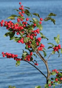 Winter Flower Garden Ideas-winterberry