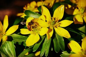 Winter Flower Garden Ideas-winter-aconite-flowers