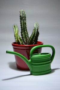 How To Water Houseplants-a-potted-cactus-and-a-watering-can