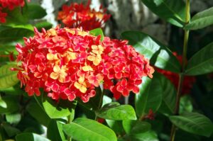 Propagate Ixora Cuttings-ixoras-plant-flowers