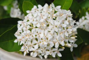 Propagate Ixora Cuttings-white-ixora-flowers