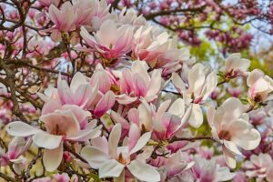 Propagating Magnolia Seeds-tulip-magnolia