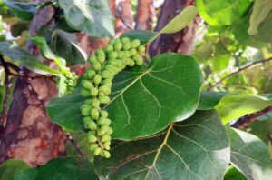 How To Propagate Sea Grapes-a-sea-grape-tree