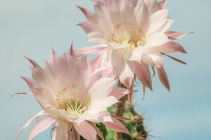 Hanging Succulent Plants-queen-of-the-night