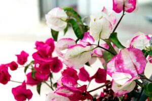 Growing Bougainvillea Indoors-bougainvillea-flowers