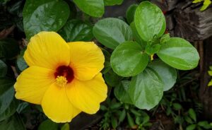 Pruning Hibiscus In Summer-yellow-hibiscus-flower