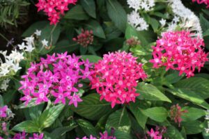 Properly Deadheading Pentas-pentas-flowers