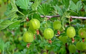 Gooseberry Sawfly Control-a-gooseberry-plant