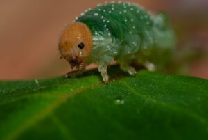 Rose Sawfly Larvae-rose sawfly-larvae-on-a-leaf