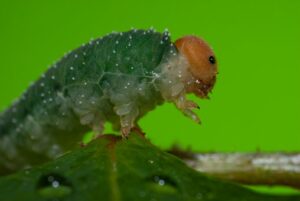 Rose Sawfly Larvae Control-a-sawfly-larvae