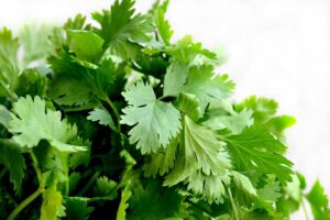 Herbs For A Garden-cilantro-herb